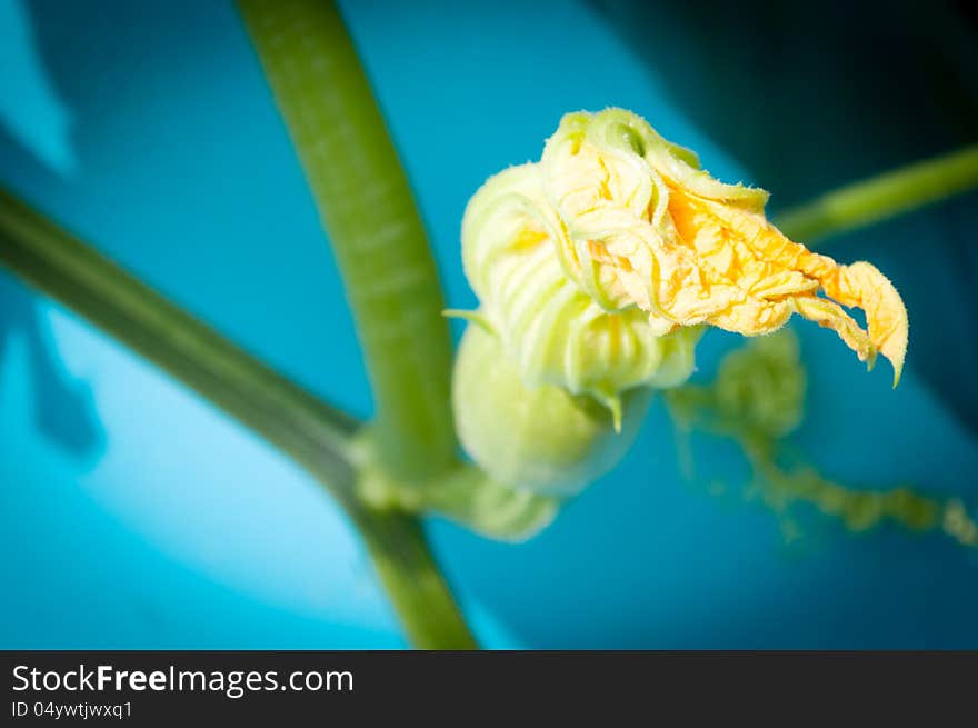 Beautiful yellow pumpkin flowers