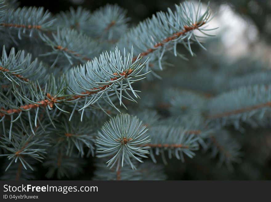 Beautiful Branchlet of Blue Fir Tree closeup outdoors