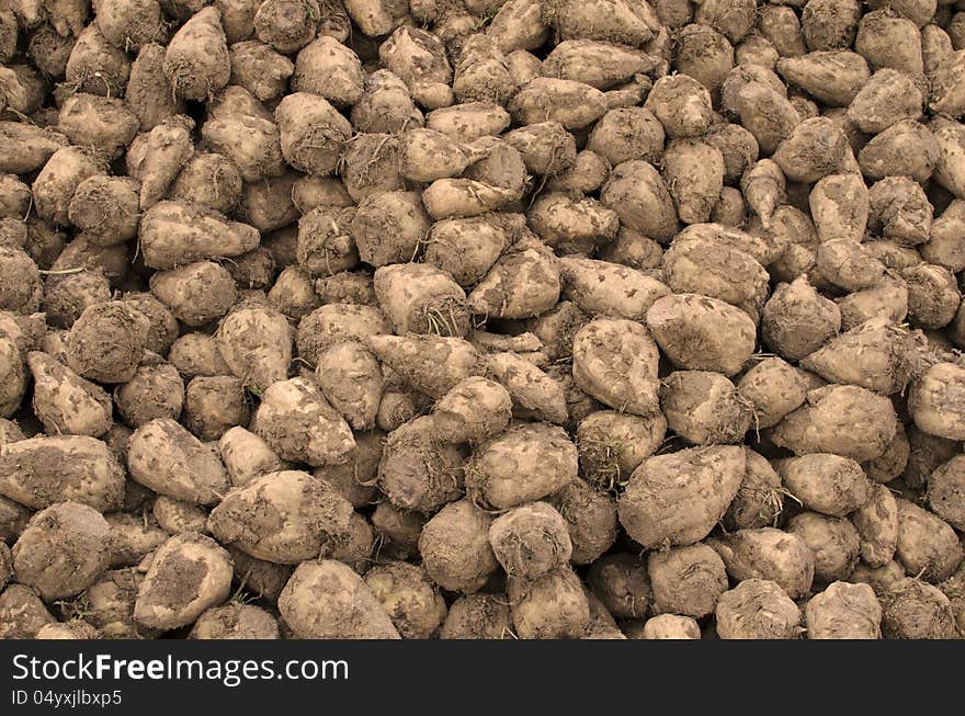 Sugar beets