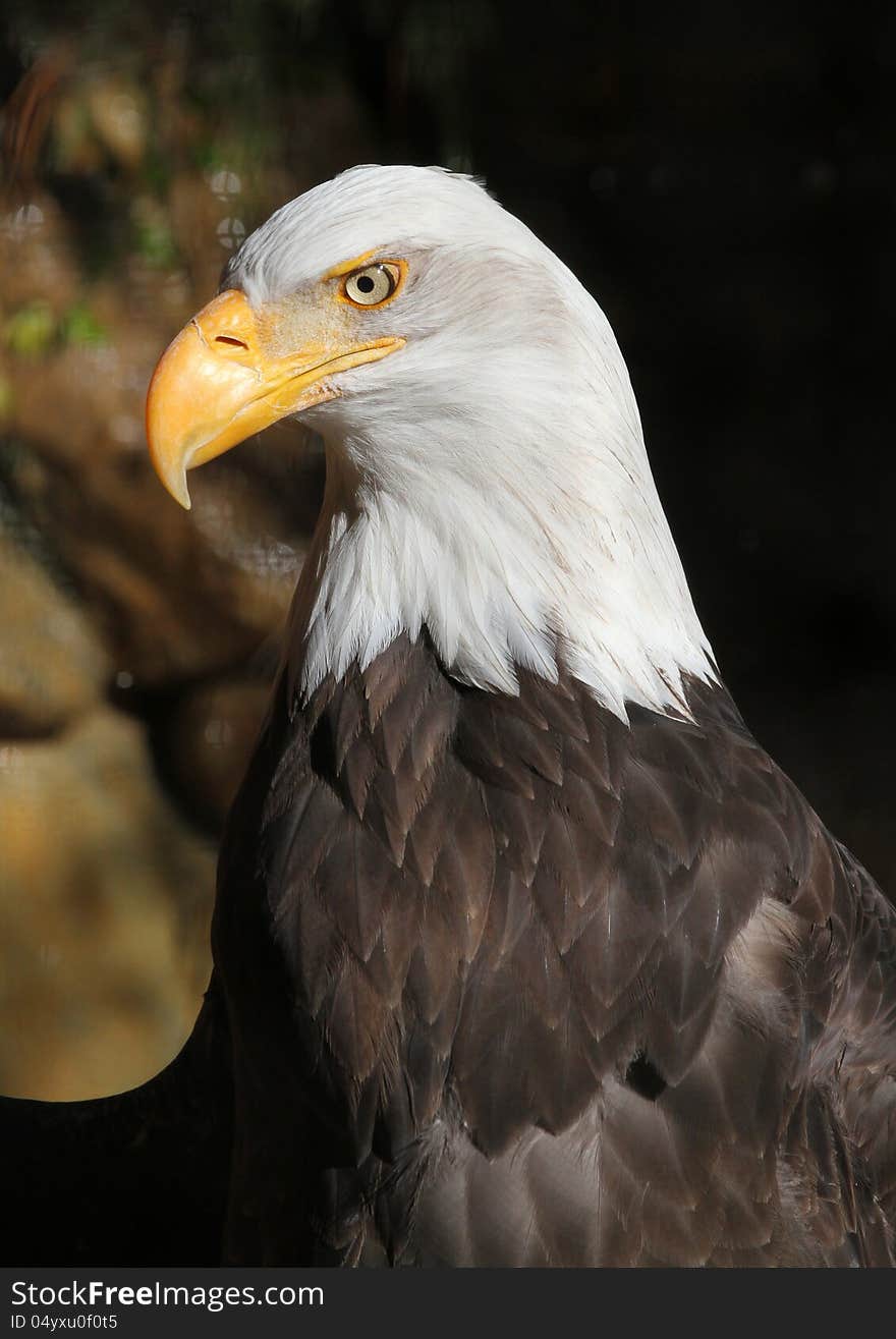 American Bald Eagle Detailed Head Portrait