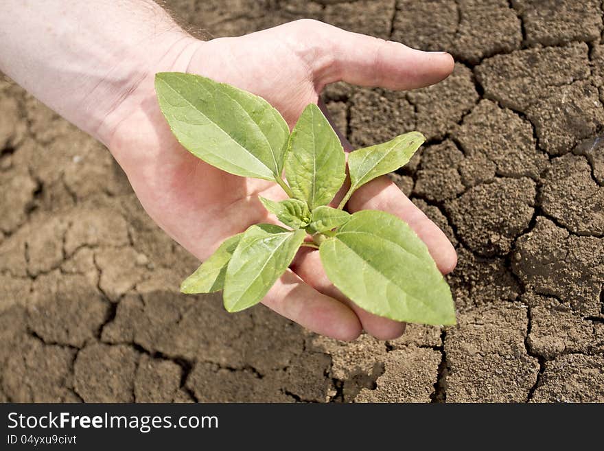 Last seedling on the Earth in the human palm which protects a plant in his hand. Last seedling on the Earth in the human palm which protects a plant in his hand.