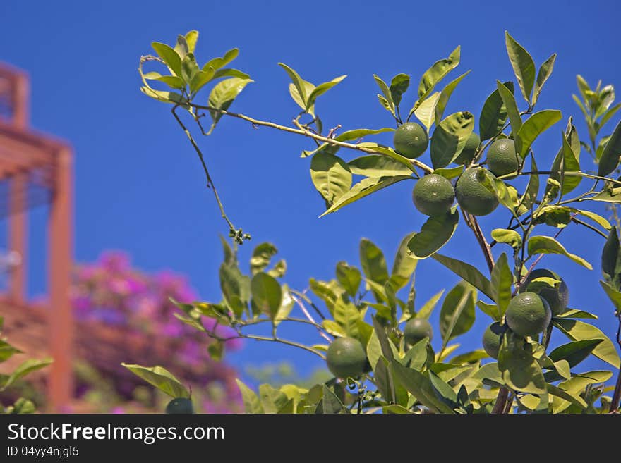 An tangerine tree with green leaves and unripe green fruit, Turkey.