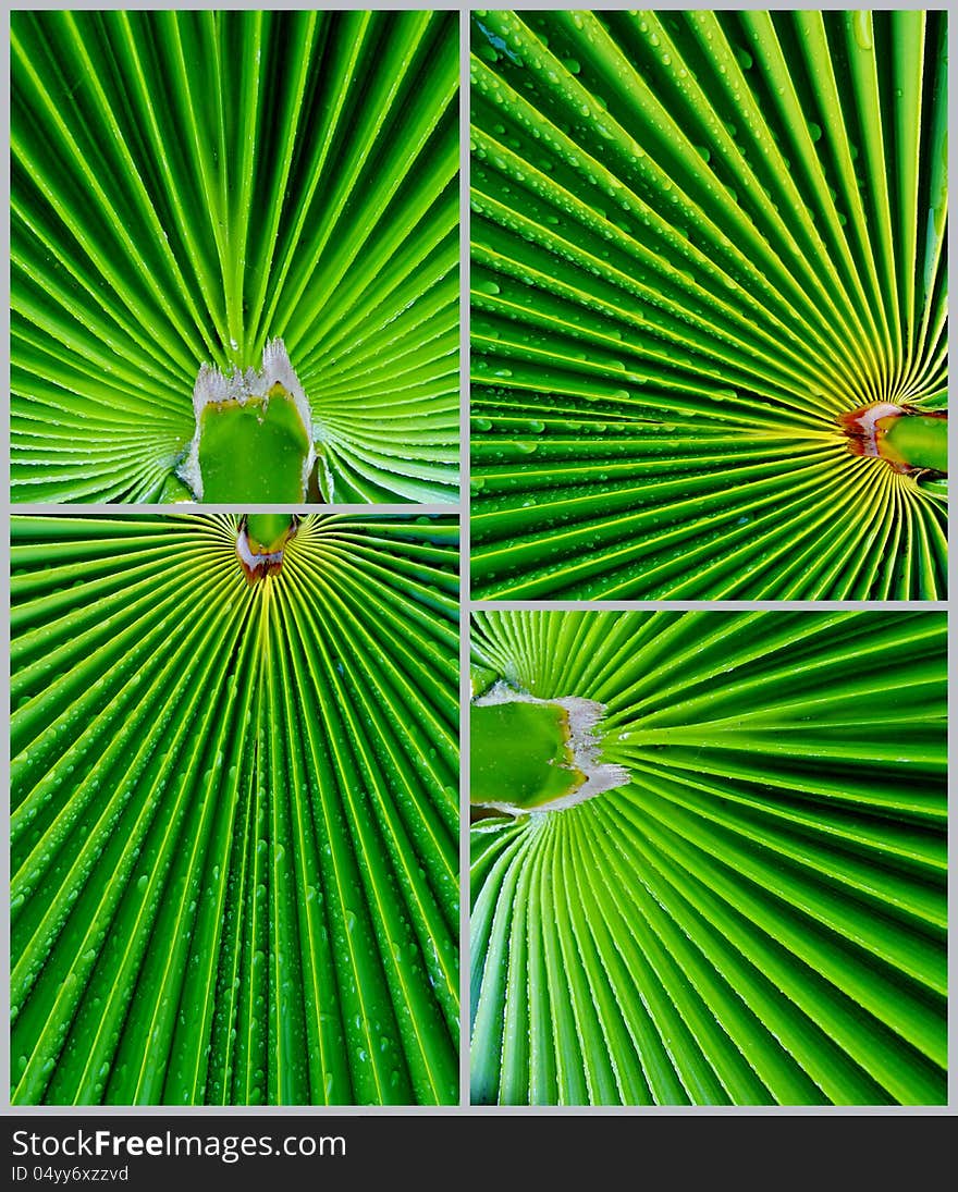 Palm Leaf Texture