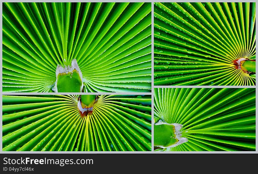 Collage of green palm leafs. Collage of green palm leafs