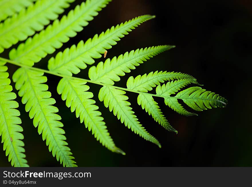 Little green leaf in forest