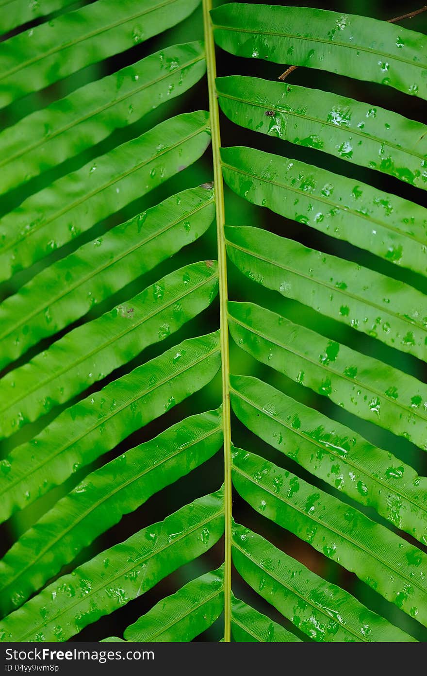 Little green leaf in forest