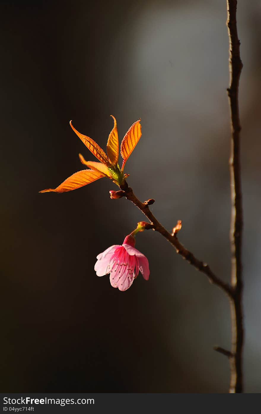 Little pink flower on the branch