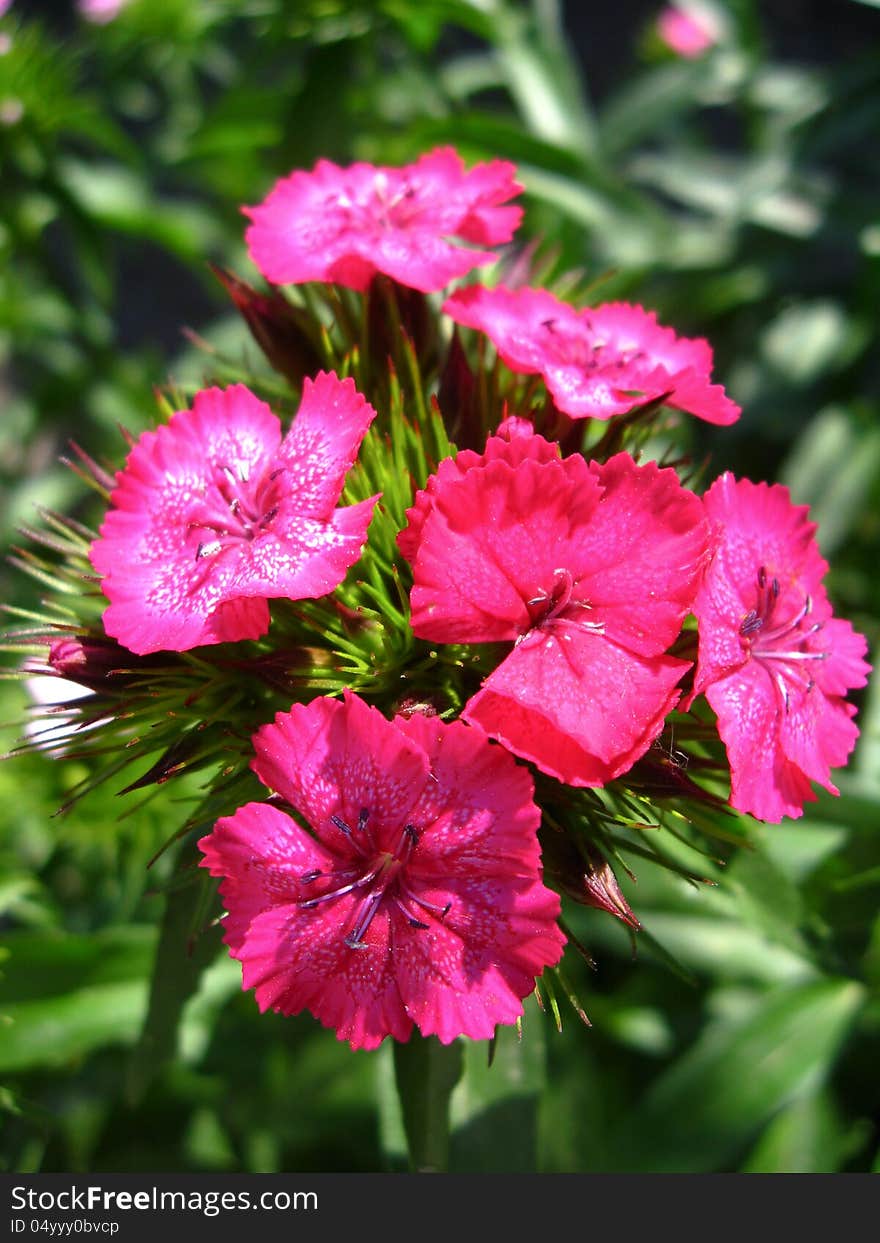 The Flower Of Red Carnation