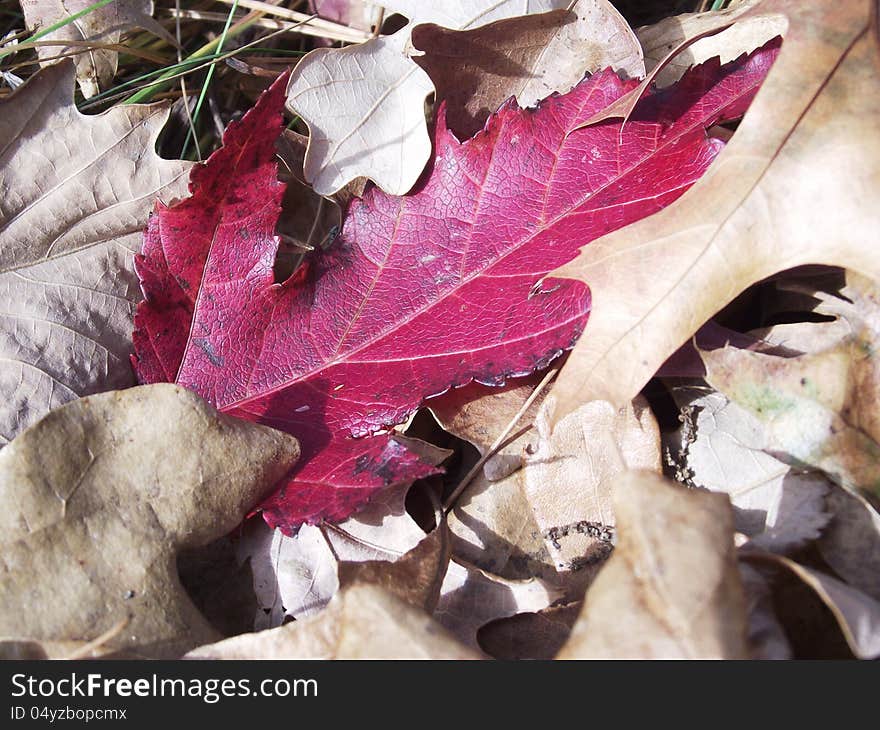 Red Fall Maple Leaf on the ground surrounded by brown leaves