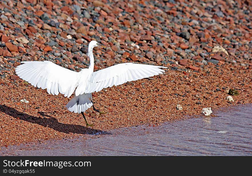 Egret landing