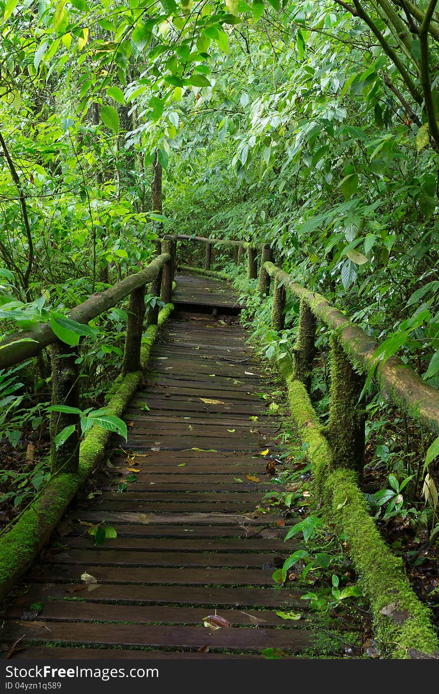 Classic wooden walkway in rain forest - Doi intanon, Chiang Mai Province, Thailand