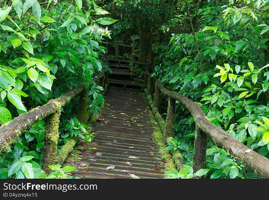 Classic wooden bridge in rain forest - Doi intanon, Chiang Mai Province, Thailand