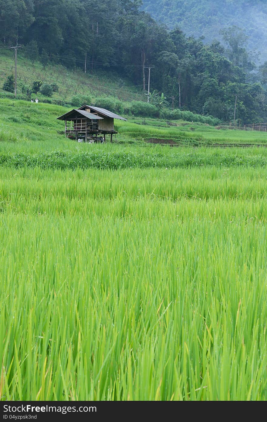 Green rice paddy terrace and a small hut