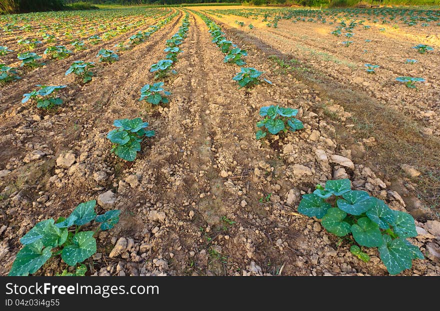 The small pumpkin farm.