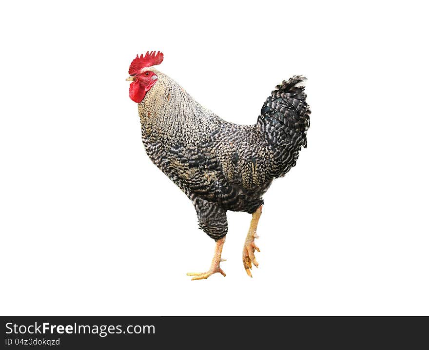 Farm rooster isolated on white background