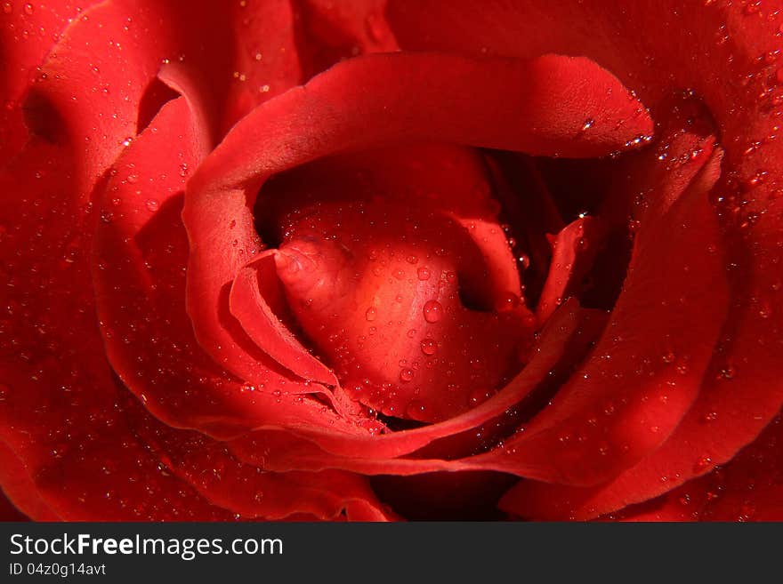 Rose flower with dew drops