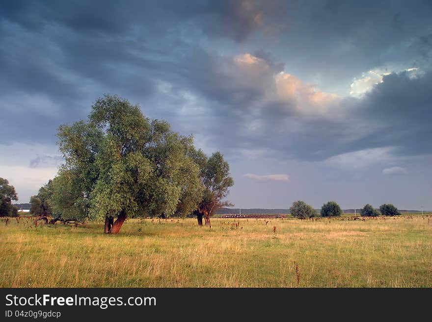 Summer landscape