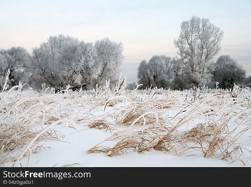 Sunrise frosty winter morning in the meadows. Sunrise frosty winter morning in the meadows