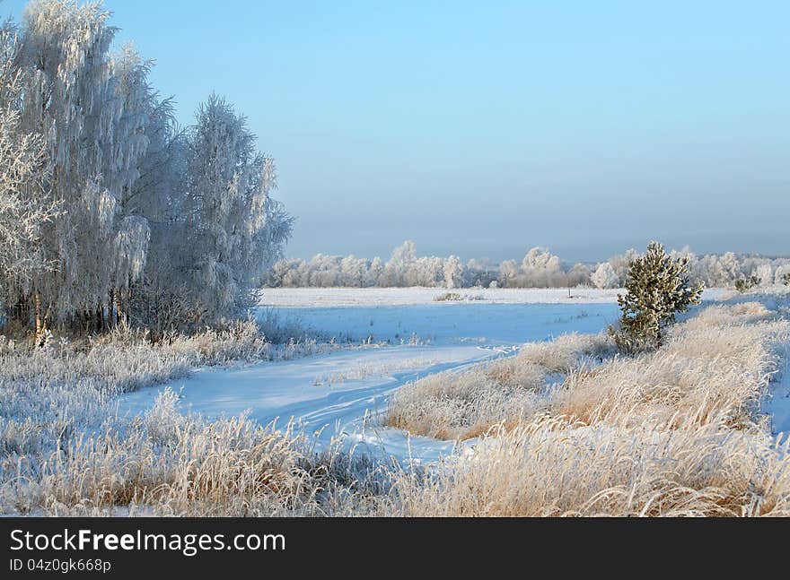 Winter Forest