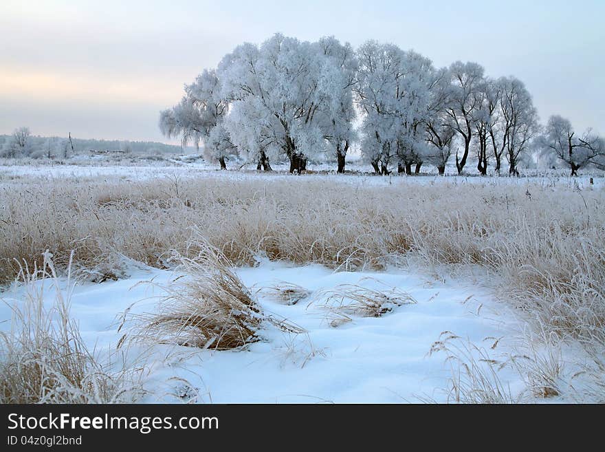 Sunrise frosty winter morning in the meadows. Sunrise frosty winter morning in the meadows