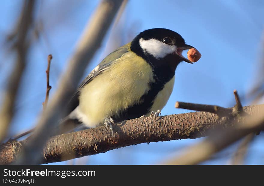 Yellow Tit and the Black-lored Tit are sometimes separated as Macholophus. Yellow Tit and the Black-lored Tit are sometimes separated as Macholophus.