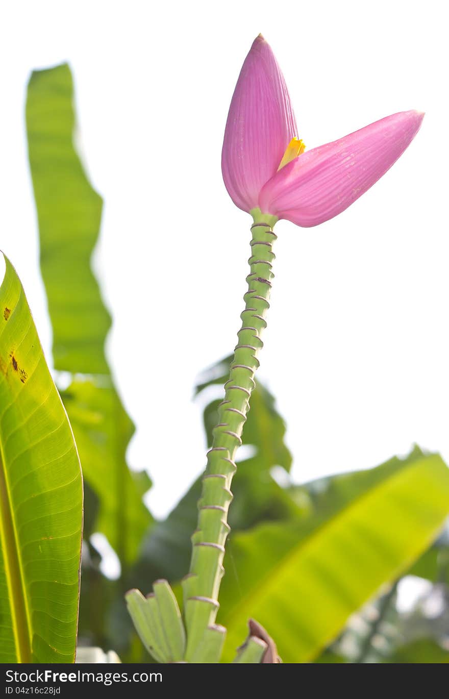 Small banana flower pointing up to the sky, and banana leaves as a backdrop. Small banana flower pointing up to the sky, and banana leaves as a backdrop.