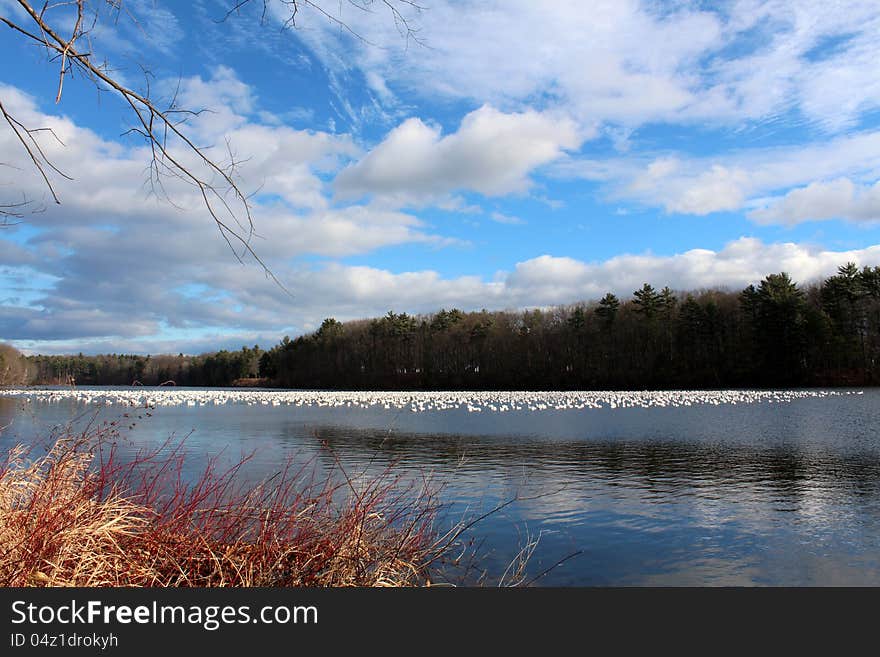 Snow geese on calm water