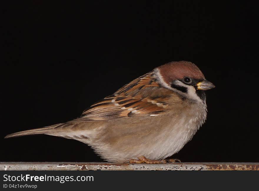 Sparrow on a black background