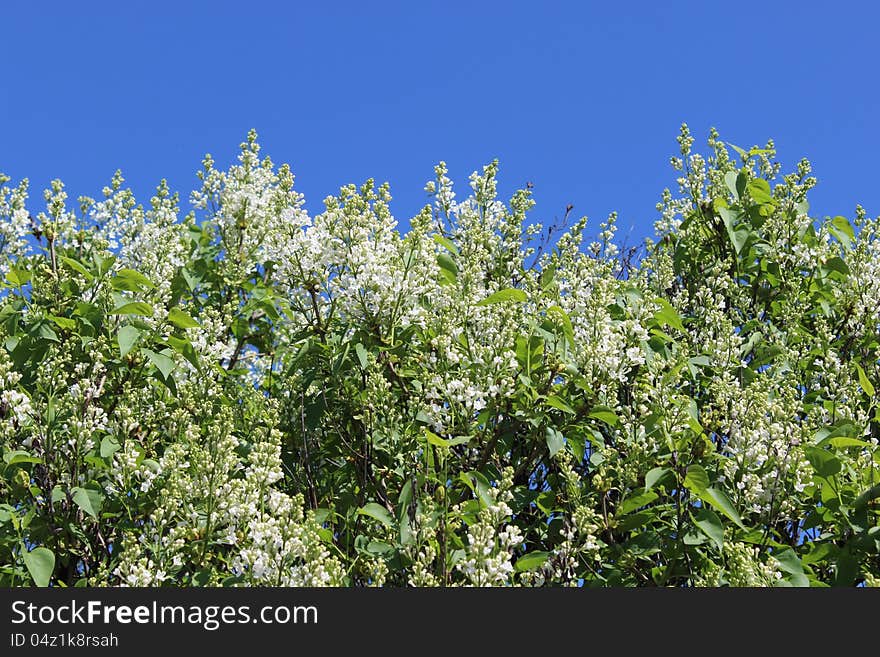 Blossoming lilac