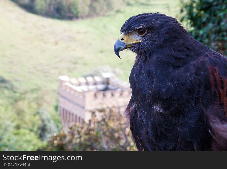 Eagle with a medieval castle in the background