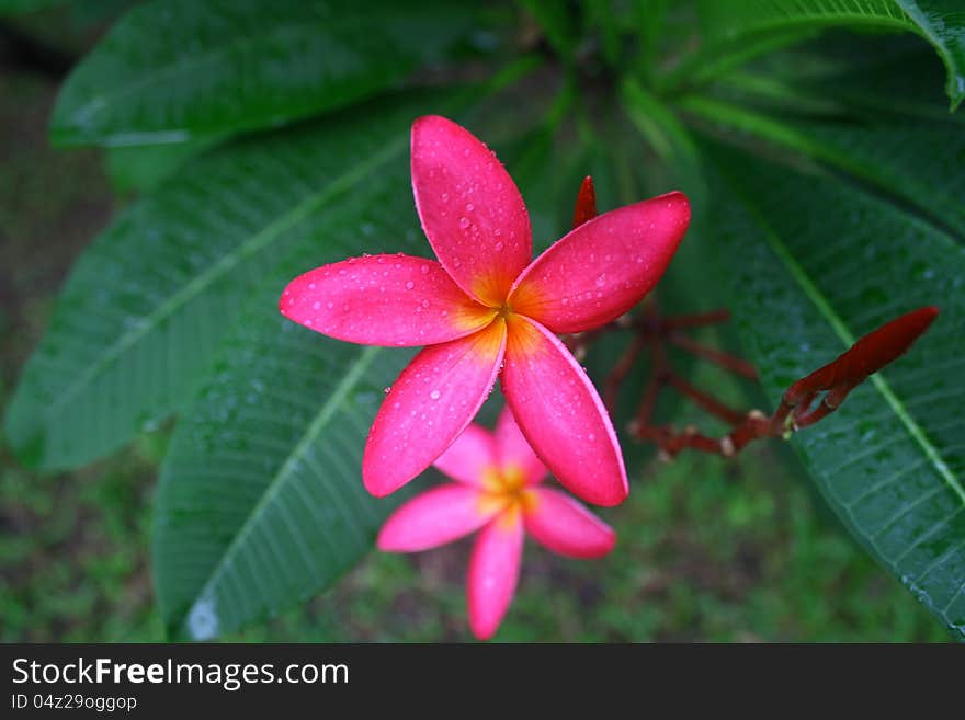 Frangipani