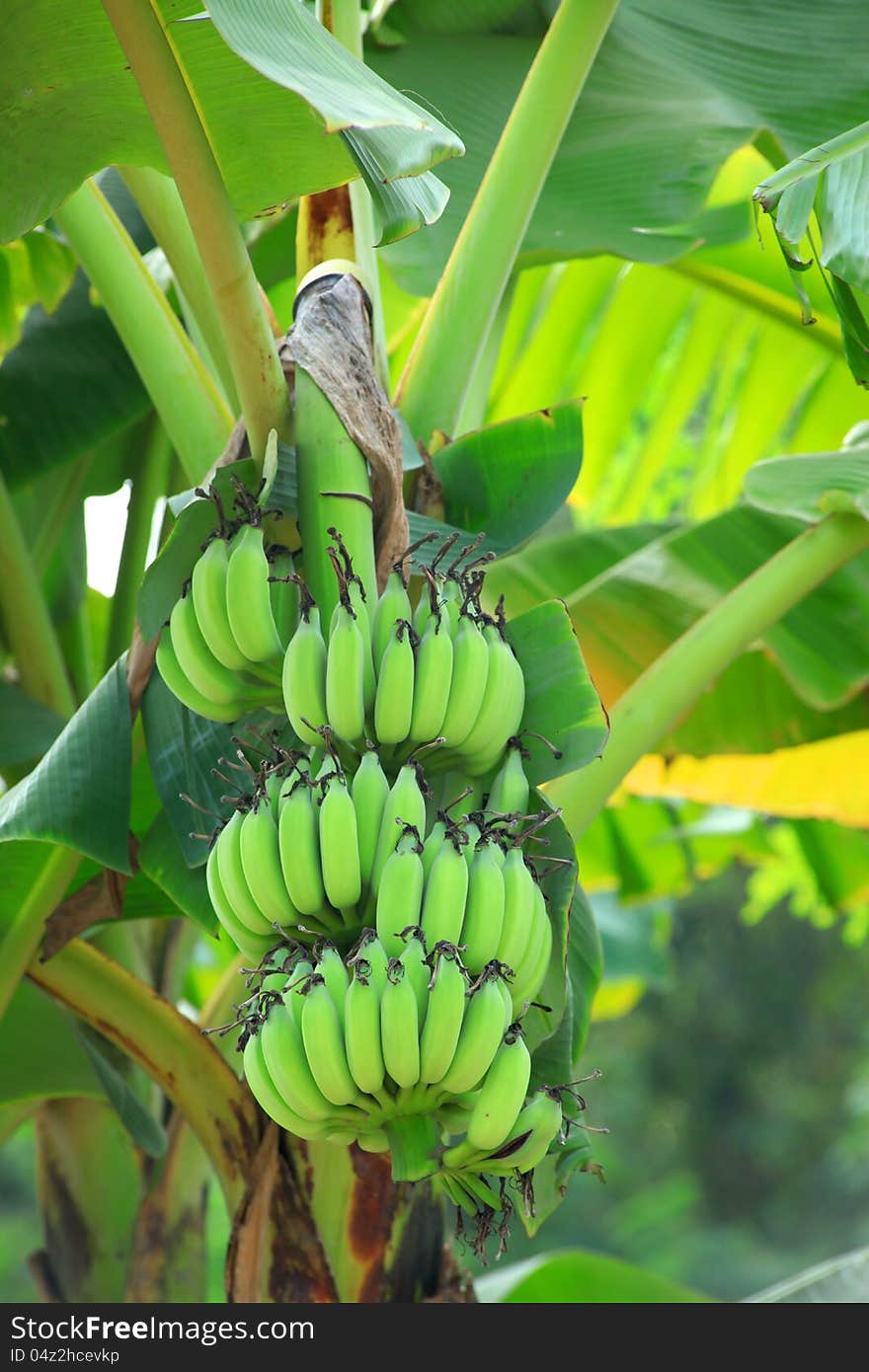 Banana plant on the tree