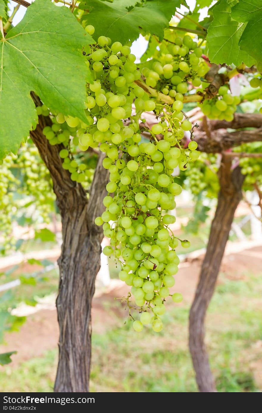 Green Grapes on the vine  in vineyard before harvest