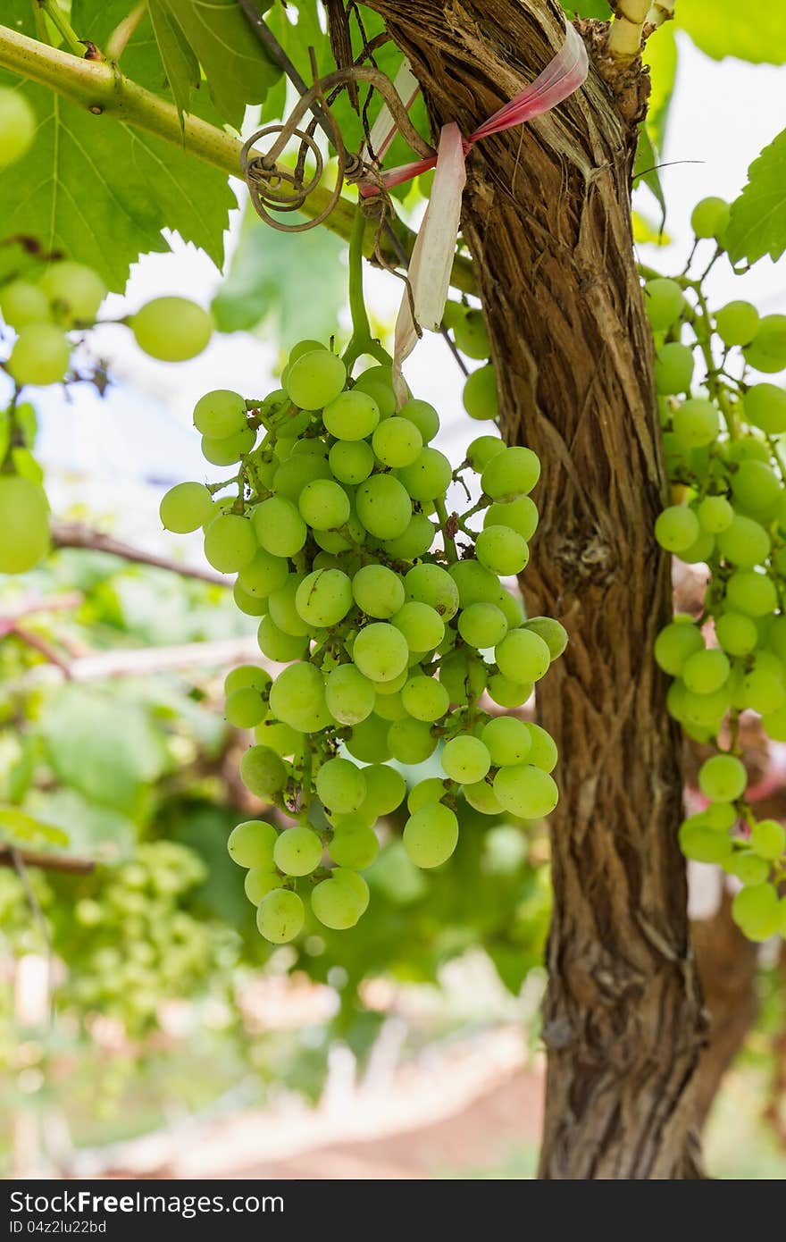 Green Grapes on the vine