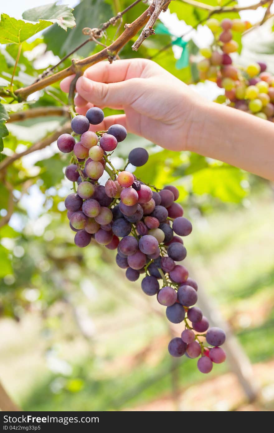 Hand holding red grape for wine in vineyard