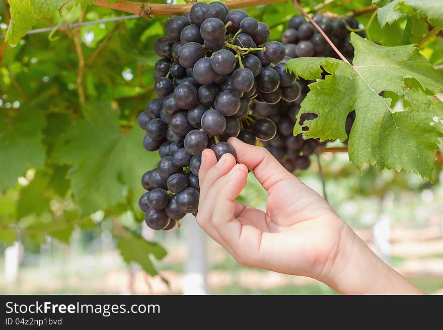 Hand holding red grape for wine in vineyard