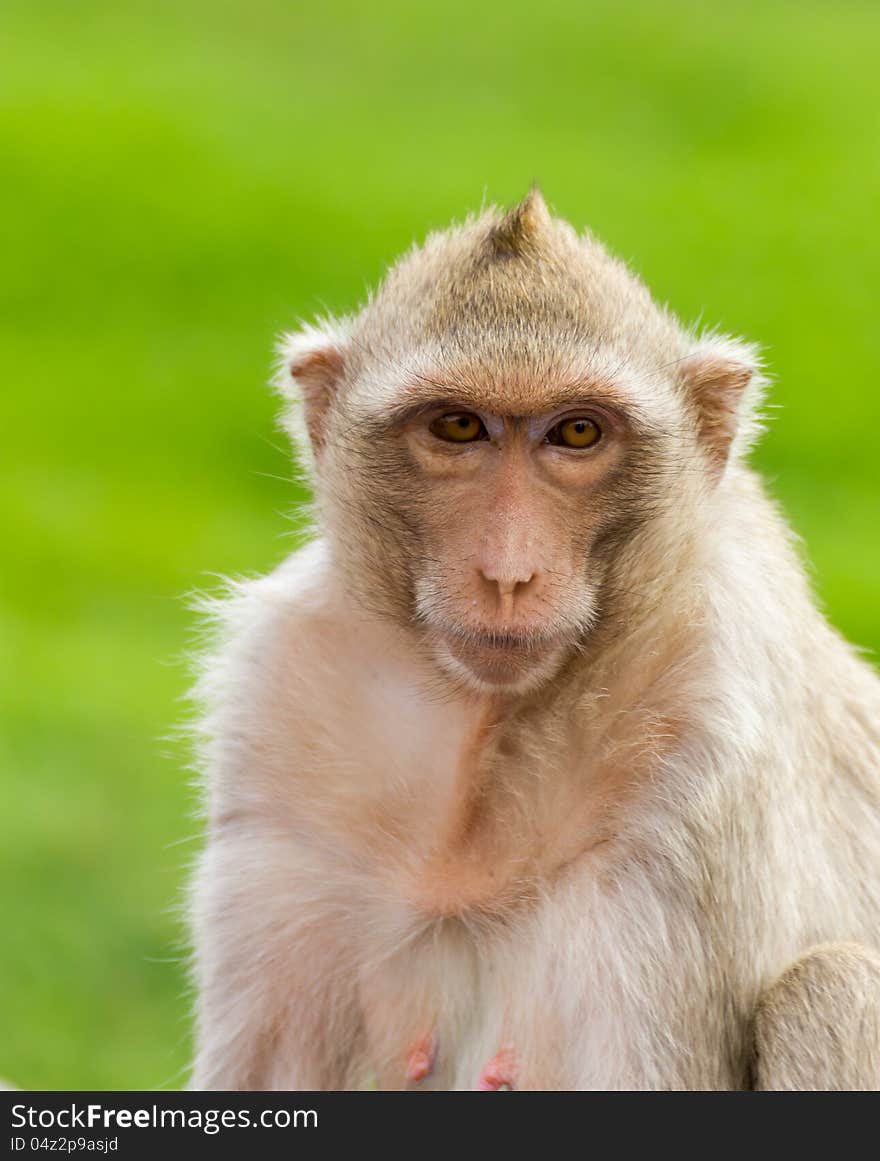 Macaque Mongkey Closeup