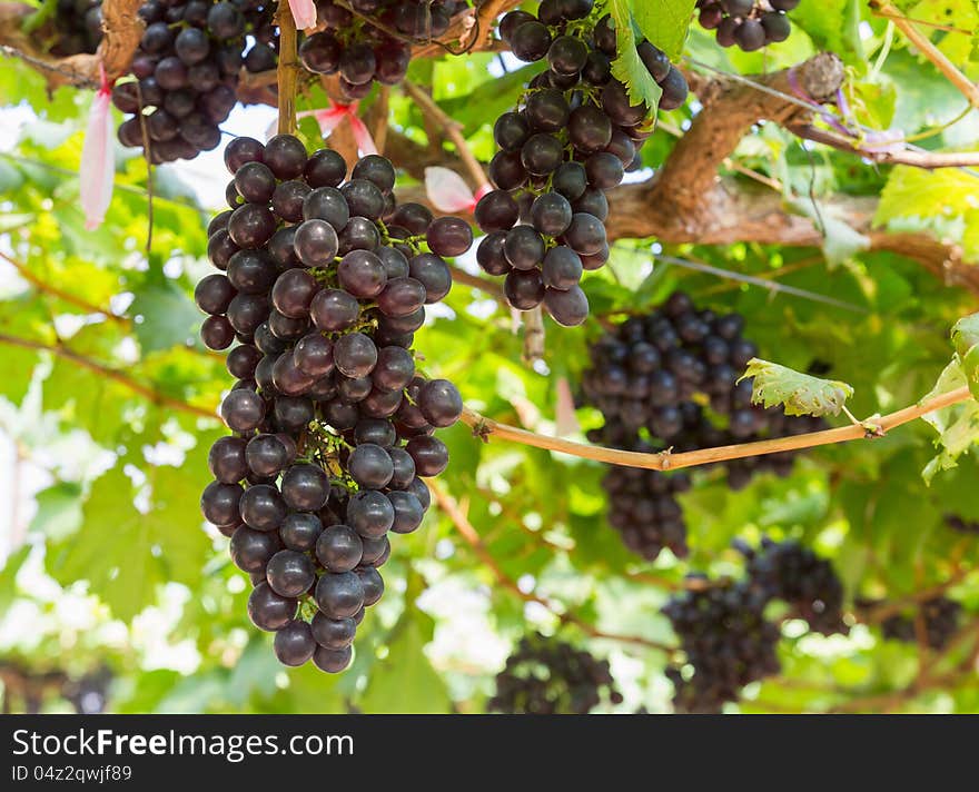 Red Grapes on the vine