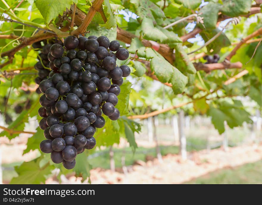 Red Grapes on the vine