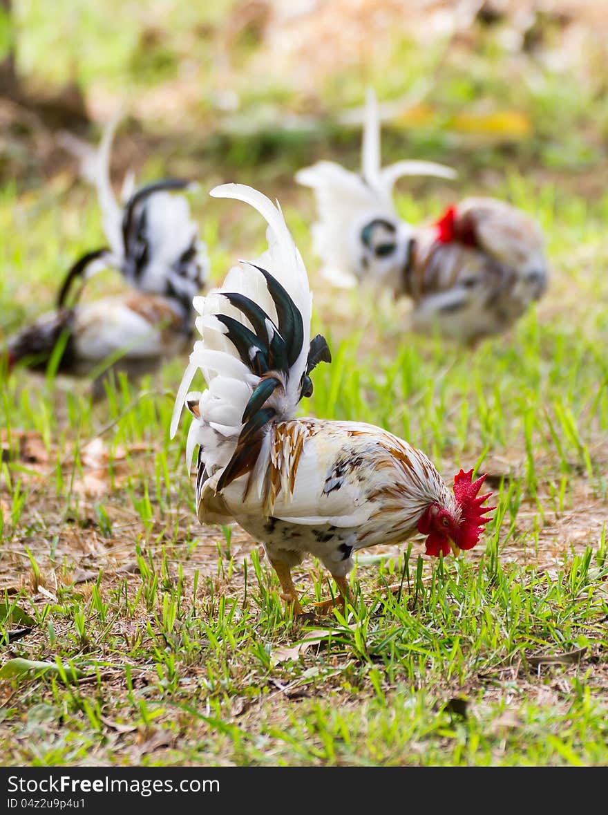 White Bantam on grass in Countryside from thailand