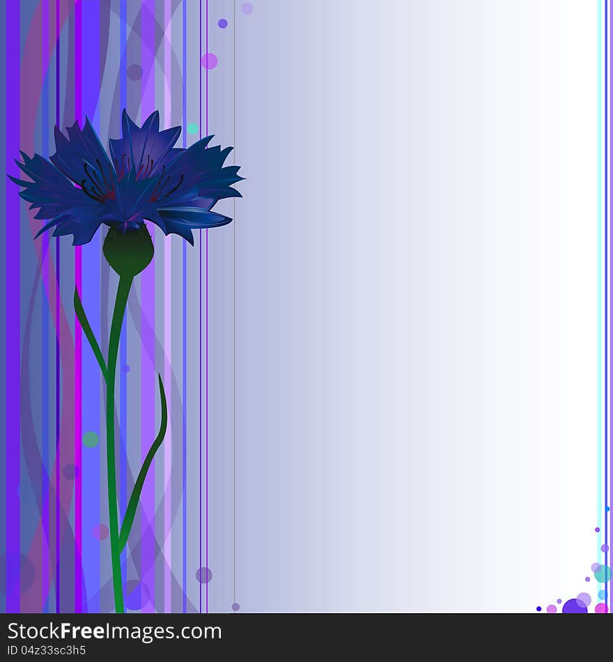 Cornflower