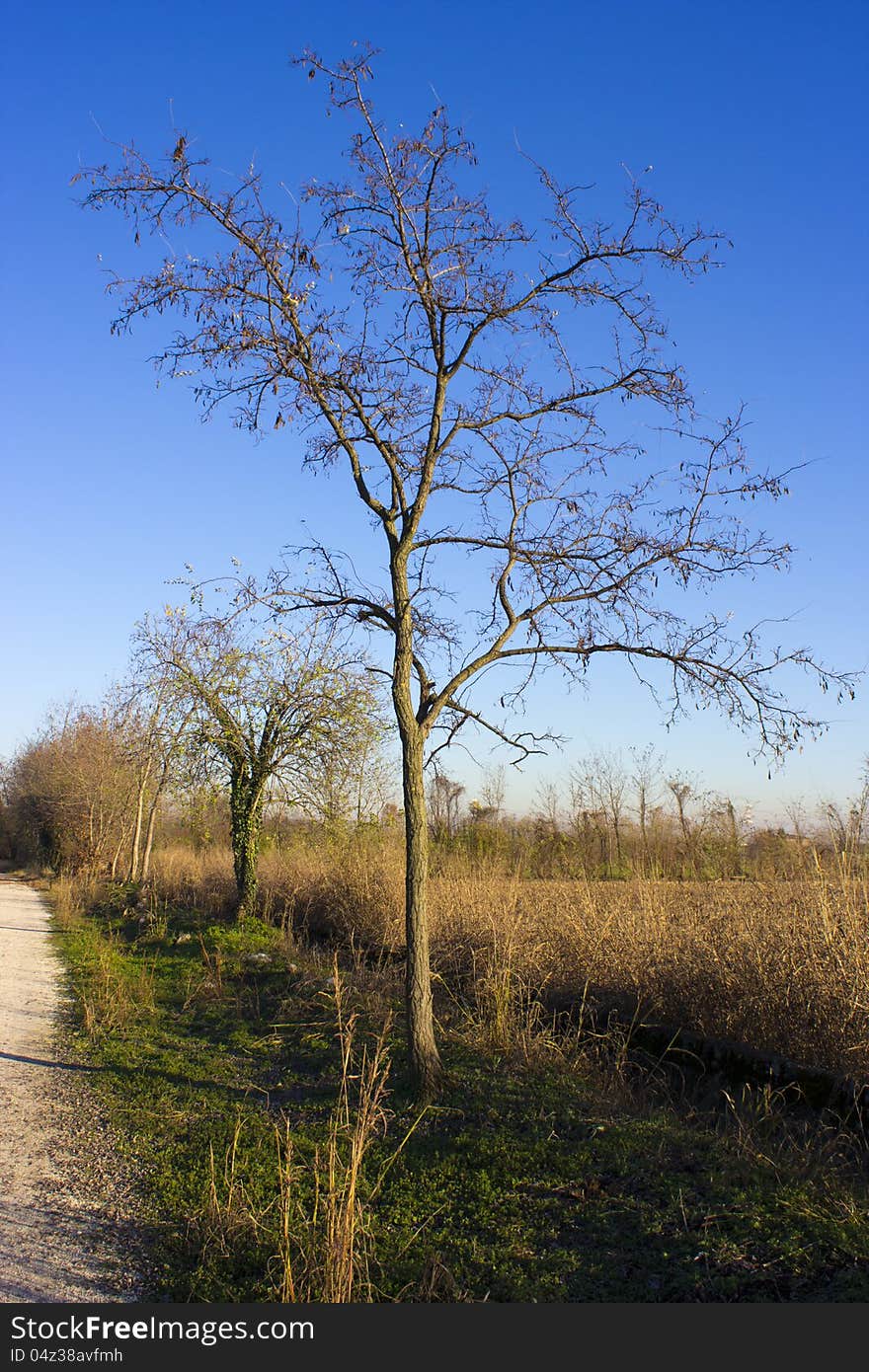 A tree in winter, without leaves. A tree in winter, without leaves.