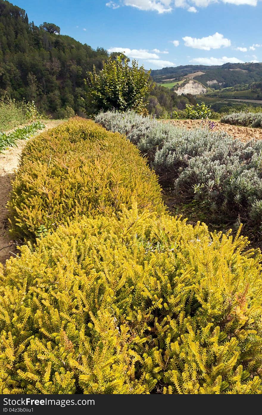 Cultivation of goldenrod in a Botanical Garden