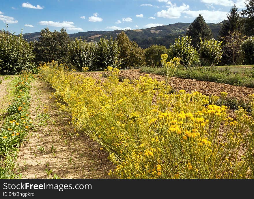 Cultivation of goldenrod in a Botanical Garden