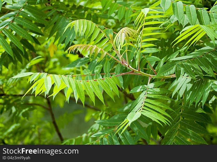 Green leaves of rowan