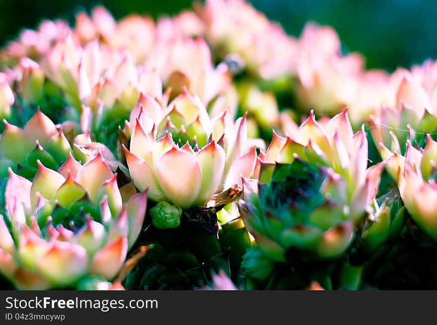 Houseleek on the moorning sunshine