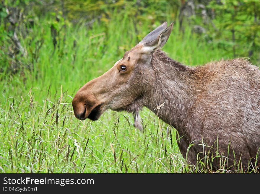 Alaska Moose Cow Portrait