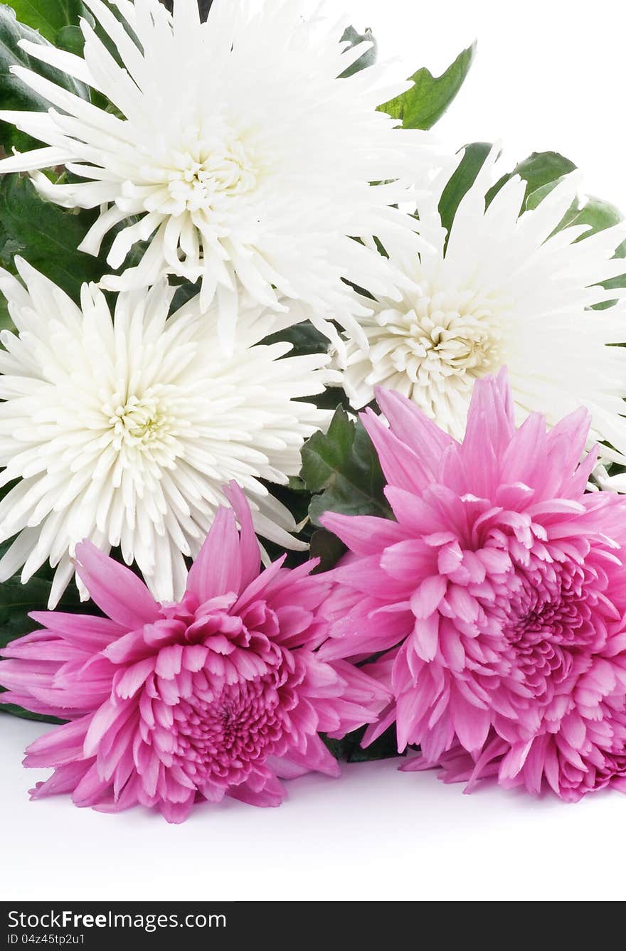 Beautiful Pink and White Chrysanthemum closeup on white background