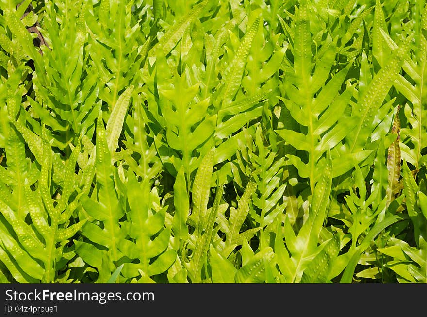 Group of green leaf in morning sunlight