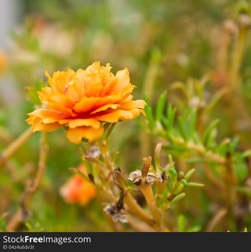 Details Of Flowers Portulaca Grandiflora